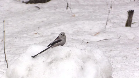 Long-tailed tit on a snow stump. 動画素材 104924220