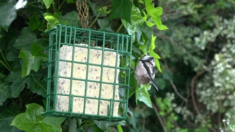 Long-Tailed Tit On Suet Block #2 Stock Footage 232821516