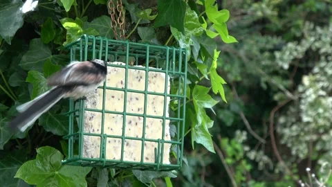 Long-Tailed Tit On Suet Block #1 Stock Footage 232821896