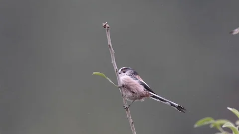 Long tailed tit tail flicking Stock Footage 121317519