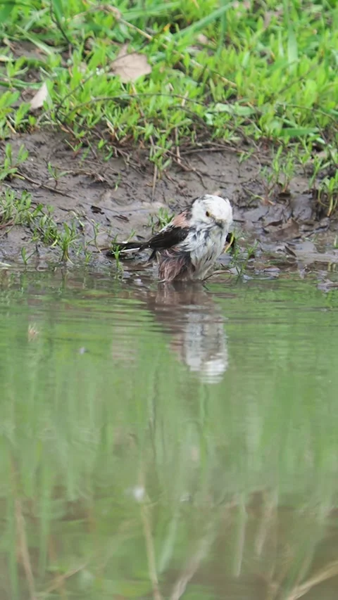 The long-tailed tit taking a bath, Aegithalos caudatus Stock Footage 300733606