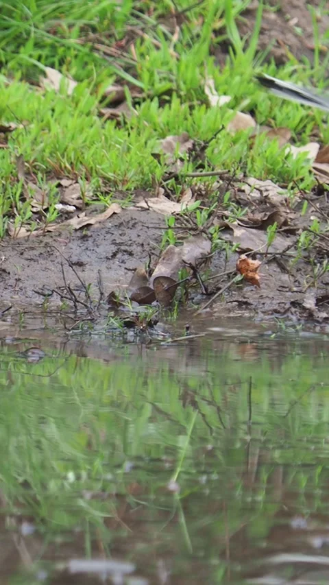 The long-tailed tit taking a bath, Aegithalos caudatus Stock Footage 303930483
