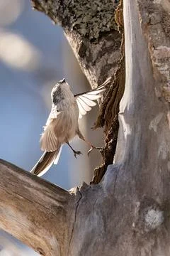 Long-tailed Tit Taking Flight from Tree Trunk 스톡 사진