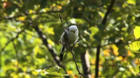 Long-tailed titmice 1 Stock Footage 27428742