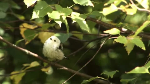 Long-tailed titmice Stock Footage 27428974