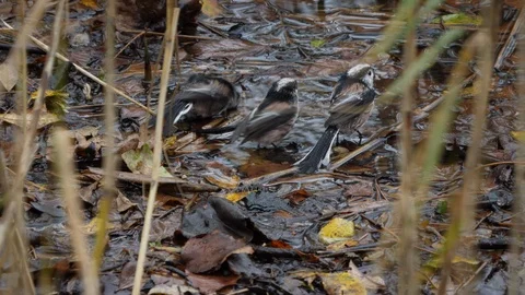 Long tailed tits Alithacus caudatus bathing in woodland pool Stock Footage 87052633