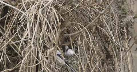 Long-tailed tits are building a nest, 4K slomo Stock Footage 237682819