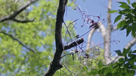 Long-tailed tits resting and preening in the trees. Stock Footage 196957522