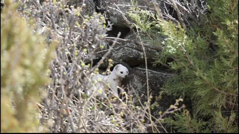 Long-tailed Weasel crawling into a rock crevice Stock Footage 297707430