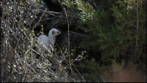 Long-tailed Weasel going into a pile of rocks Stock Footage 297707520
