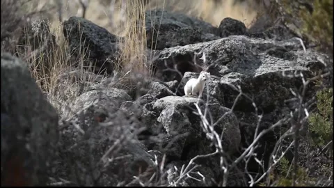Long-tailed Weasel Hunting Stock Footage 297707429