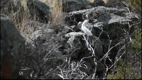 Long-tailed Weasel hunting in the rocks Stock Footage 297707516