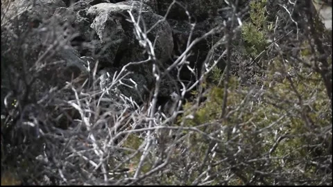 Long-tailed Weasel looking around Stock Footage 297707432