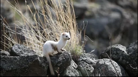 Long-tailed Weasel perched on a rock Stock Footage 297707518
