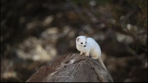 Long-tailed Weasel sitting on a rock Stock Footage 297707515