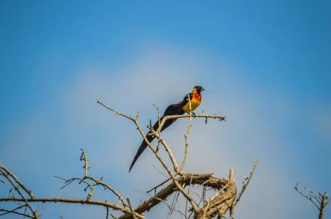 Long tailed widow bird perched on a tree in a game reserve in South Africa Stock Photos