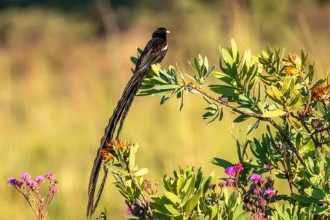 Long-tailed widowbird ( Euplectes Progne) sitting on a branch. Stock Photos