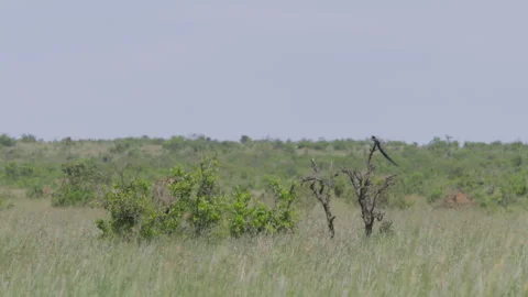 Long-tailed widowbird fluffing its feathers while resting on a tree Stock Footage 260849675