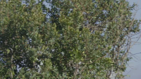 Long-tailed widowbird flying towards a tree during the morning Video stock 260852729
