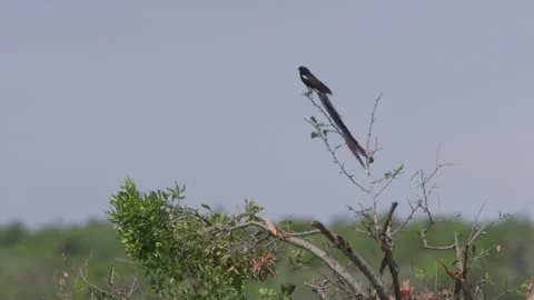 Long-tailed widowbird making call sounds from the top of a tree Stock-Footage 260849451