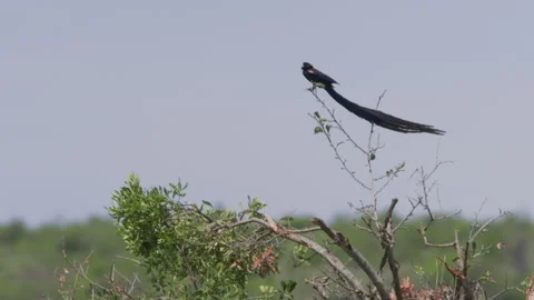 Long-tailed widowbird making call sounds on a windy morning Video stock 260849532