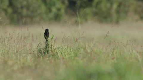 Long-tailed widowbird mating display in Kenya Stock Footage 260852245