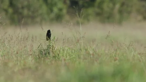 A long-tailed widowbird mating display Stock-Footage 260852335