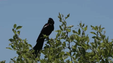 Long-tailed widowbird or Sakabula sitting perched in the top of a tree Stock Footage 231333751