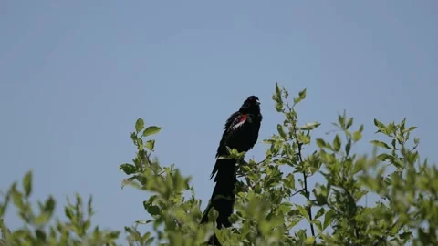 Long-tailed widowbird or Sakabula sitting perched in the top of a tree Stock Footage 231333754