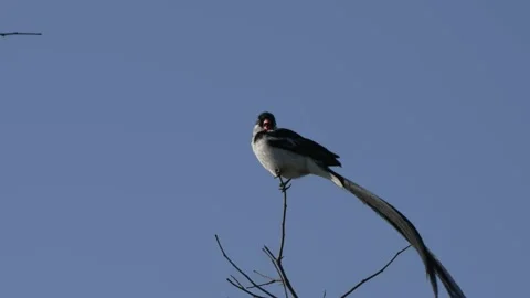 Long-tailed widowbird or Sakabula sitting perched in the top of a tree Stock Footage 231333758