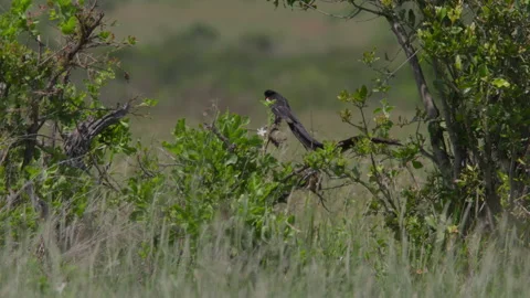 Long-tailed widowbird sitting on a branch and preening its feathers Stock Footage 260849363