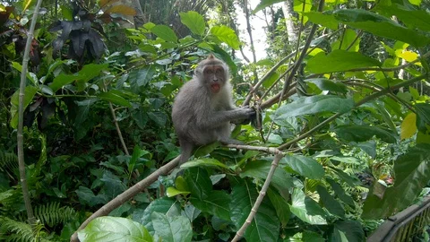 Long-tailed wild monkey sitting and junping Stock Footage