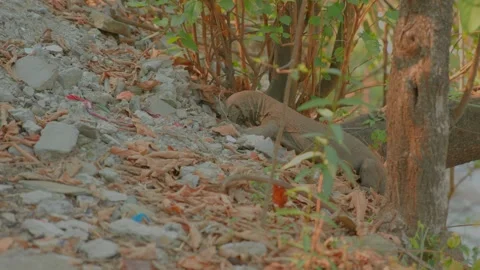Long tails kamodo dragon Video stock 279800638