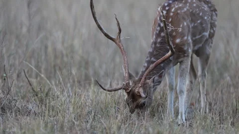 Long take B-roll of male chital spotted deer feeding in tall dry meadow grass Stock Footage 333815722