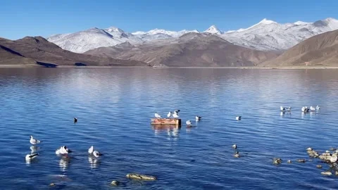 Long Take of Gulls and Snow Mountains at Yamdrok Lake Stockbeeldmateriaal 334709636