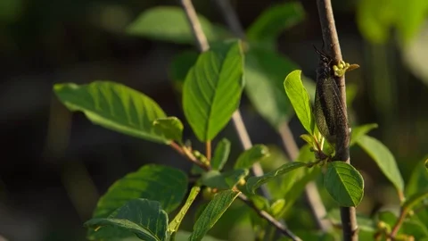 Long tale wasp - Odontocolon Stock Footage 90122341