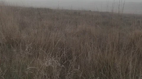 Long tall Mountain grass Stock Footage 84892632