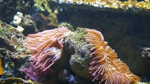 Long tentacle anemone (Macrodactyla doreensis) Stock-Footage 205073724
