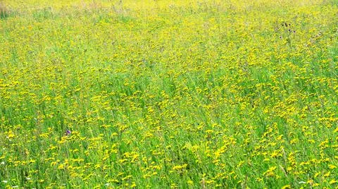 Long term fallow. Canada thistle dominance. Fotos Stock