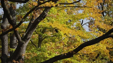 Long thick forked branches of the beech tree. Bright autumn foliage in the Stock Footage 166819128
