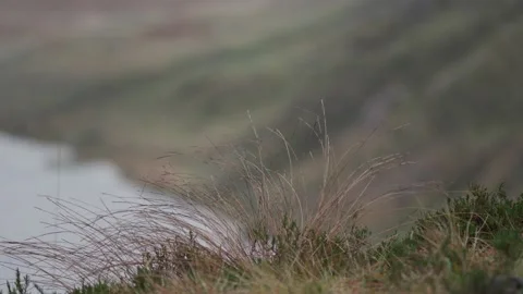 Long thick grass blowing in the wind with soft background Stock Footage 167263231