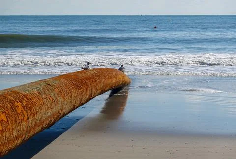 Long thick rusty pipe running along wet beach sand and entering the ground  Stock Photos