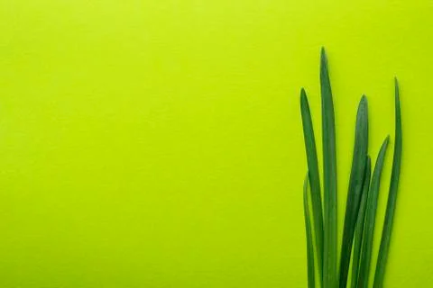 Long thin blades of grass in the right corner against a yellow green backgrou Stock Photos