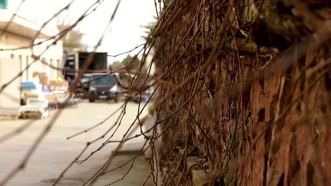 A long, thin branch of a bush close-up against the background of people working Stock Footage 324766714