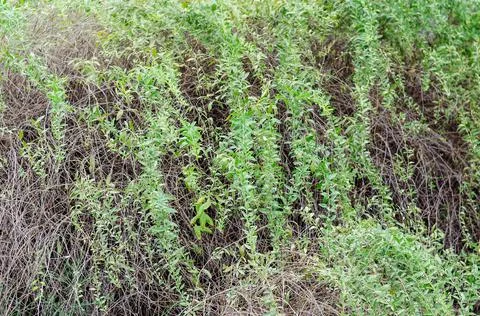 The long thin branches of the shrub with small green leaves. Natural backgrou Stock Photos