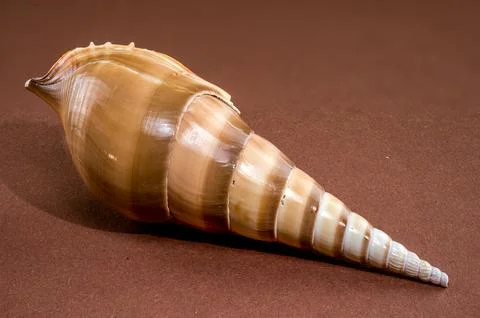 Long Tibia fusus seashell on brown background Stock Photos