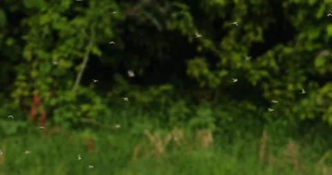 Long-tiled mayflies captured flying, green woods in background in Serbia Video stock 268989759