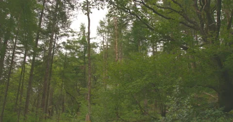 Long Tilt Up Revealing Tree Canopy Ancient Forest 6K Stock Footage 155579181