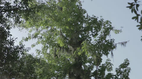 Long Tiltdown to lake trees with moss -ext Stock Footage 24354657