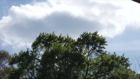 Long timelapse cloud over trees day time Video stock 88636479